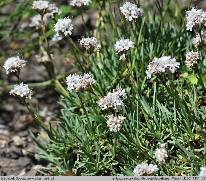 Gypsophila petraea (łyszczec skalny)