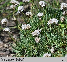 Gypsophila petraea (łyszczec skalny)