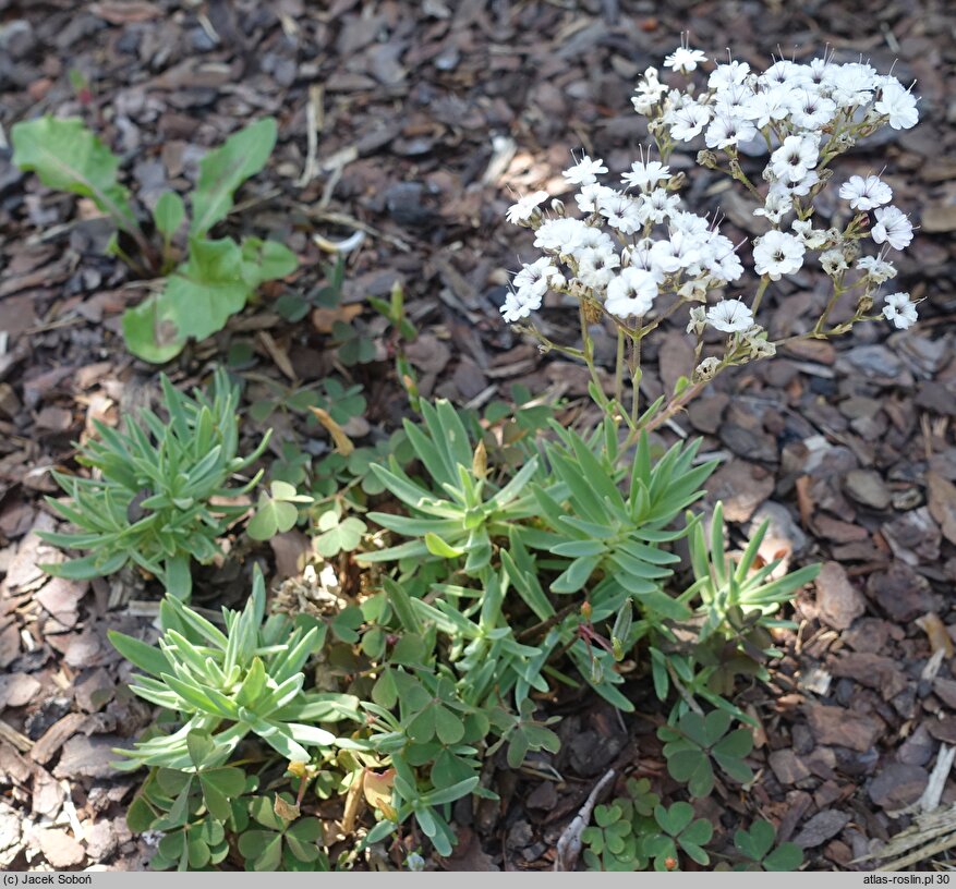 Gypsophila paniculata Danfestar