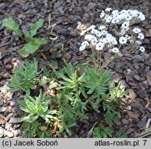 Gypsophila paniculata Danfestar