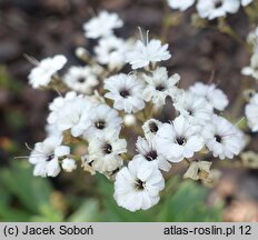 Gypsophila paniculata Danfestar