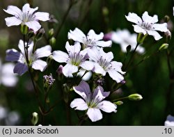 Gypsophila bungeana