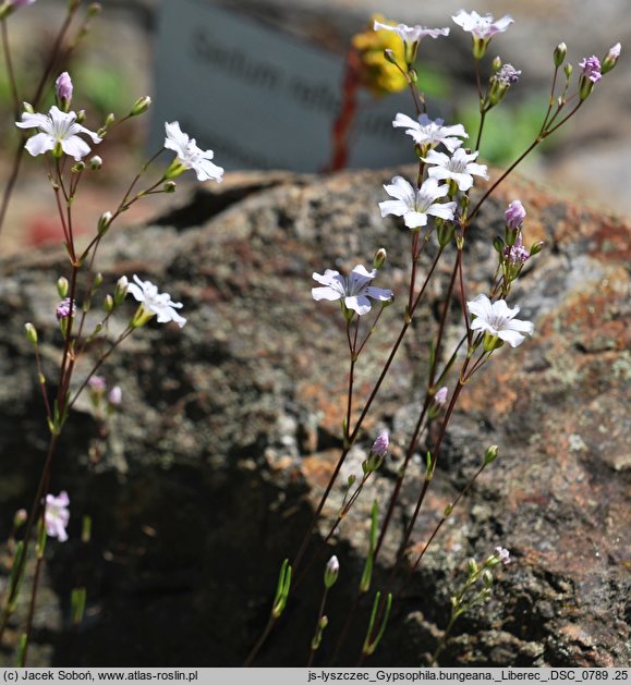 Gypsophila bungeana