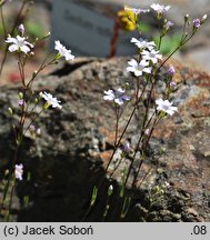 Gypsophila bungeana