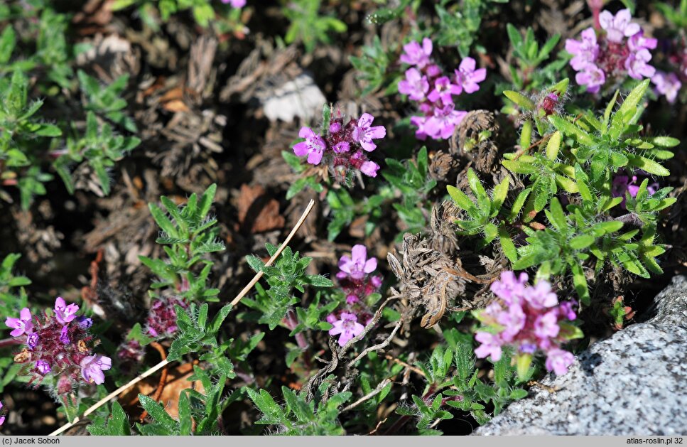 Thymus doerfleri Bressingham Seedling