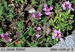 Thymus doerfleri Bressingham Seedling