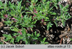 Thymus doerfleri Bressingham Seedling