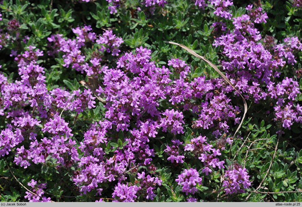 Thymus doerfleri (macierzanka Doerflera)