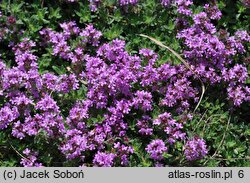 Thymus doerfleri (macierzanka Doerflera)