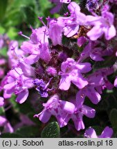 Thymus doerfleri (macierzanka Doerflera)