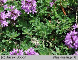 Thymus doerfleri (macierzanka Doerflera)