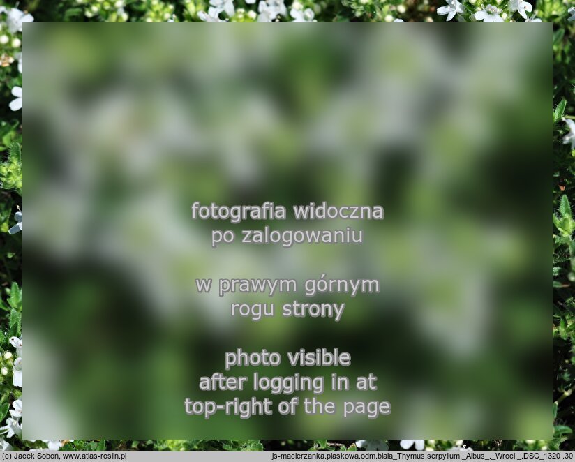 Thymus serpyllum ‘Albus’ (macierzanka piaskowa odm. biała)