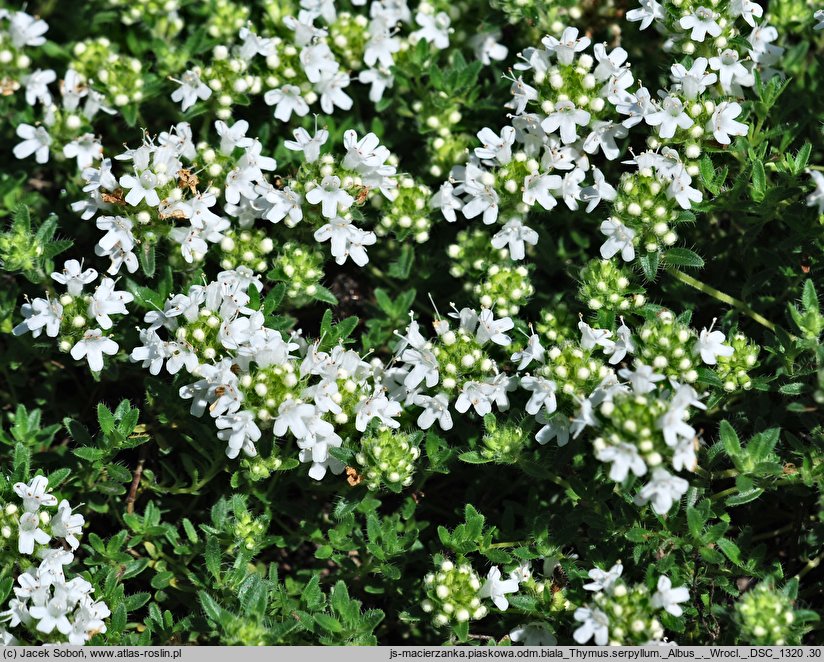 Thymus serpyllum ‘Albus’ (macierzanka piaskowa odm. biała)