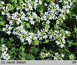 Thymus serpyllum cv. Albus (macierzanka piaskowa odm. biała)