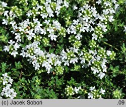 Thymus serpyllum ‘Albus’ (macierzanka piaskowa odm. biała)