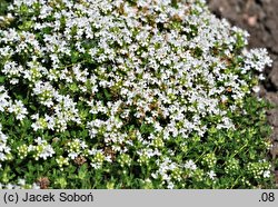 Thymus serpyllum cv. Albus (macierzanka piaskowa odm. biała)