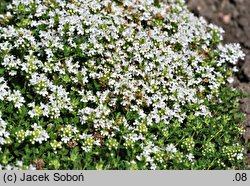 Thymus serpyllum ‘Albus’ (macierzanka piaskowa odm. biała)