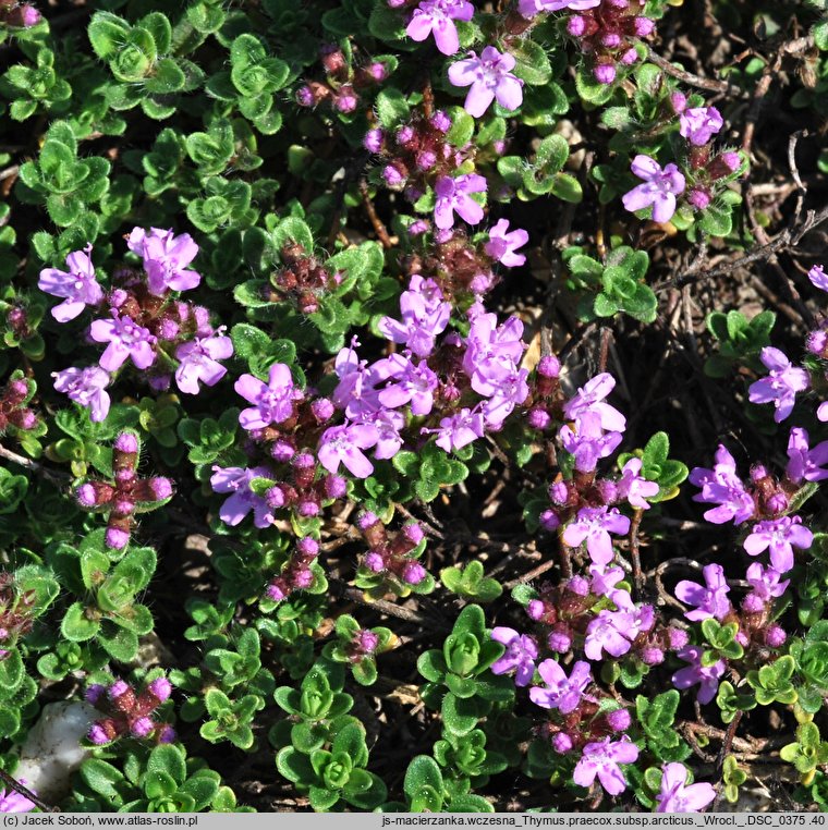 Thymus praecox ssp. arcticus (macierzanka wczesna arktyczna)