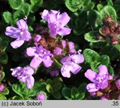 Thymus praecox ssp. arcticus (macierzanka wczesna arktyczna)