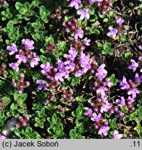 Thymus praecox ssp. arcticus (macierzanka wczesna arktyczna)