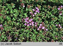 Thymus praecox ssp. arcticus (macierzanka wczesna arktyczna)