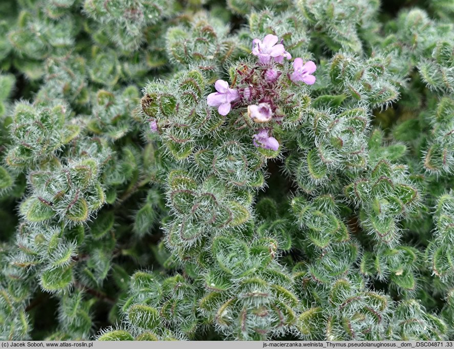 Thymus pseudolanuginosus (macierzanka wełnista)