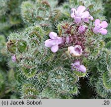 Thymus pseudolanuginosus (macierzanka wełnista)