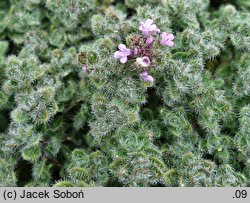 Thymus pseudolanuginosus (macierzanka wełnista)