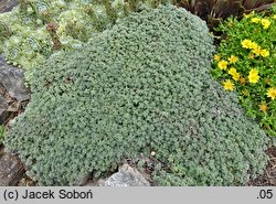 Thymus pseudolanuginosus (macierzanka wełnista)