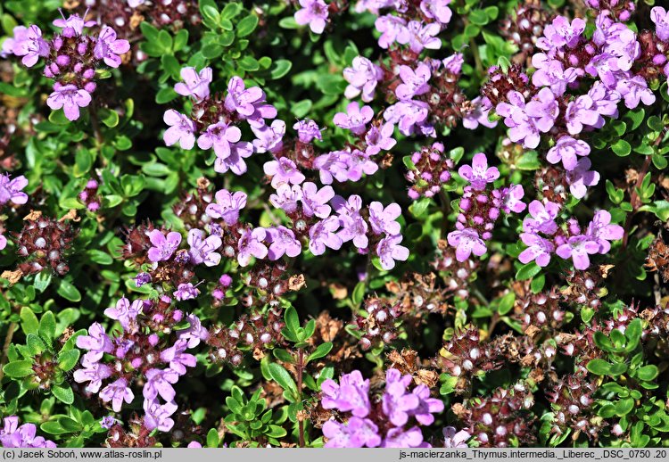 Thymus intermedius