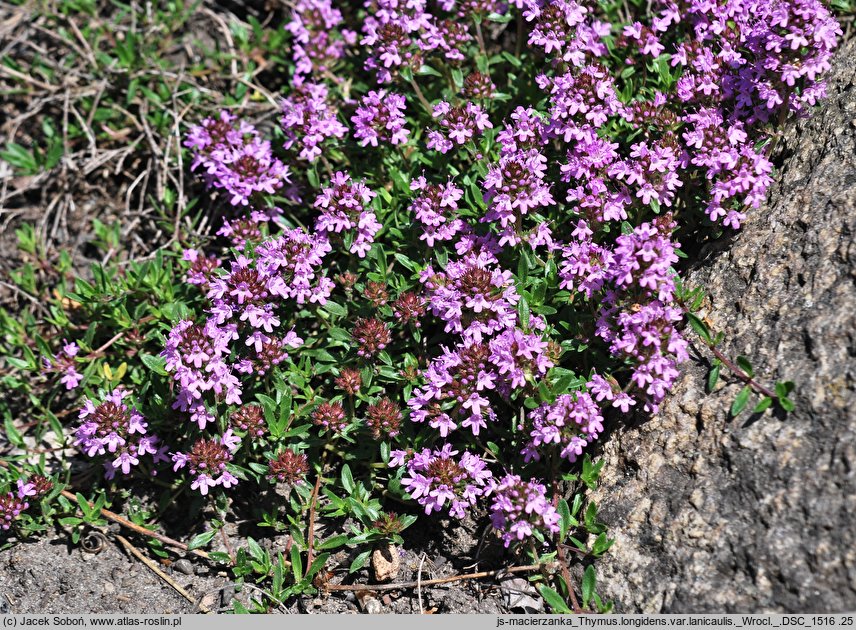 Thymus longidens var. lanicaulis