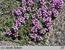 Thymus longidens var. lanicaulis