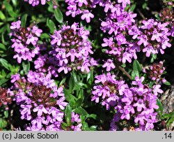 Thymus longidens var. lanicaulis