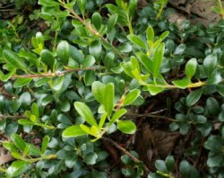 Arctostaphylos uva-ursi