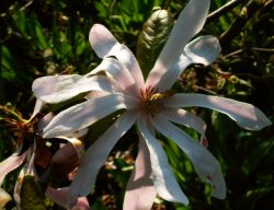 Magnolia cv. Leonard Messel