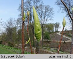 Magnolia ×wieseneri