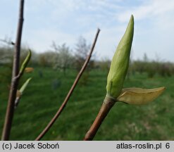 Magnolia ×wieseneri