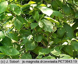 Magnolia acuminata