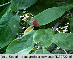 Magnolia acuminata