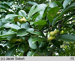 Magnolia stellata