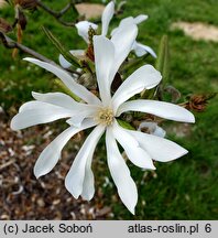 Magnolia stellata Rosea