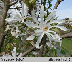 Magnolia stellata Rosea