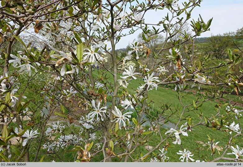 Magnolia stellata Rosea