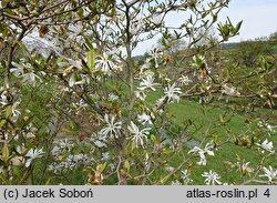 Magnolia stellata Rosea