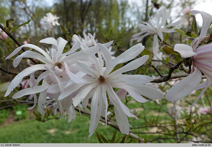 Magnolia stellata (magnolia gwiaździsta)