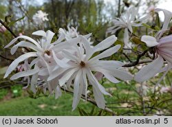 Magnolia stellata (magnolia gwiaździsta)