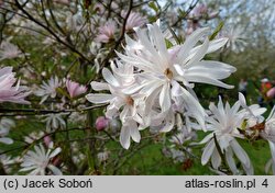 Magnolia stellata (magnolia gwiaździsta)