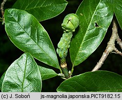 Magnolia kobus