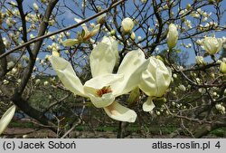 Magnolia denudata Yellow River