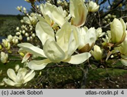 Magnolia denudata Yellow River